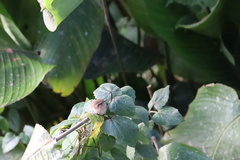 Troglodytes solstitialis