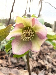 Helleborus orientalis