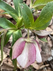 Helleborus orientalis