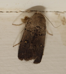 Proteuxoa hypochalchis