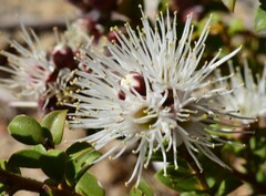 Kunzea pomifera