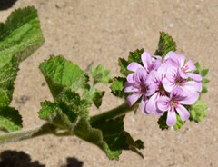 Pelargonium australe
