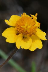 Melampodium linearilobum