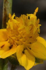 Melampodium linearilobum