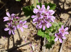 Pelargonium australe