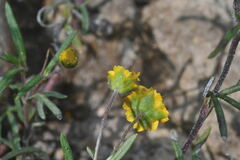 Melampodium linearilobum