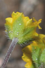 Melampodium linearilobum