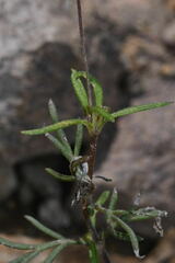 Melampodium linearilobum