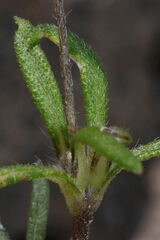 Melampodium linearilobum