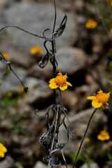 Melampodium linearilobum