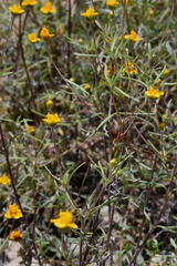 Melampodium linearilobum