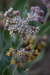 Asclepias vestita
