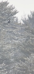 Haliaeetus pelagicus
