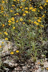 Melampodium linearilobum