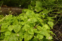 Circaea