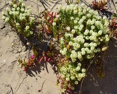 Stackhousia spathulata