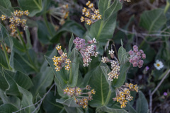 Asclepias vestita