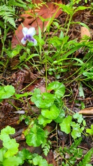 Viola banksii
