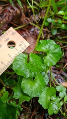Viola banksii