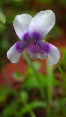 Viola banksii