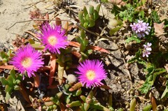 Pelargonium australe