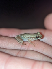 Litoria bicolor