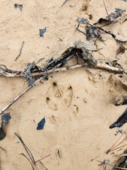 Dasypus novemcinctus