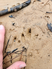 Dasypus novemcinctus