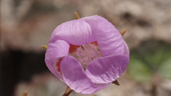 Eremalche rotundifolia