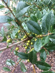 Ilex × attenuata