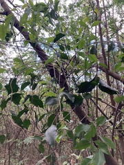 Struthanthus quercicola