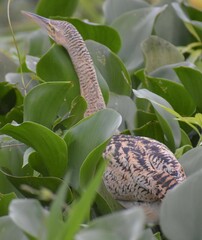 Botaurus pinnatus