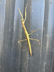 Tenodera australasiae