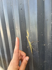 Tenodera australasiae