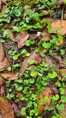 Viola banksii