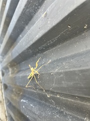 Tenodera australasiae