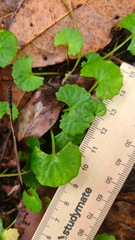 Viola banksii