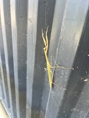 Tenodera australasiae