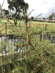 Hakea decurrens