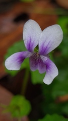 Viola banksii