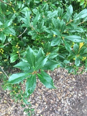 Ilex × attenuata
