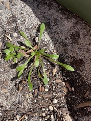 Calandrinia menziesii