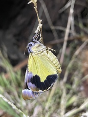 Niceteria macrocosma