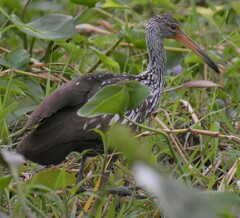 Aramus guarauna