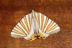 Pityeja histrionaria