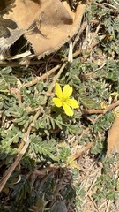 Tribulus taiwanense
