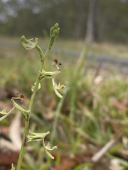 Arthrochilus prolixus