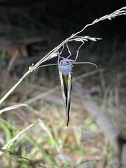 Niceteria macrocosma