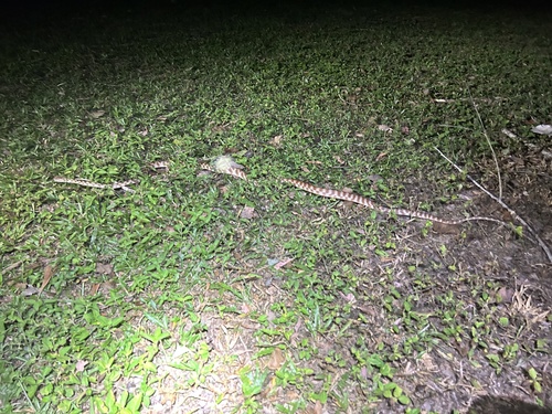 Brown Tree Snake sighting