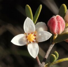 Boronia ternata austrofoliosa